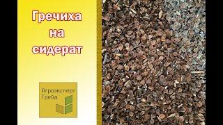 Гречиха на сидерат  - семена в Украине  / Гречка на сидерат  - насіння в Україні 