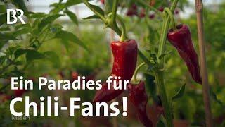 Chilizüchter in Europas größter Chili-Zucht: Scharfe Vielfalt von Chilis | Gut zu wissen | BR