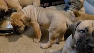 Meet the Boerboel Puppies week 7 Boys