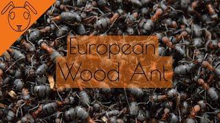 The European Wood Ant -Short Documentary