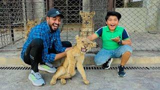 ALHAMDULILLAH Ali ko Lion cub Pasand a gaya  || hmm pr Attack kr deya  ||