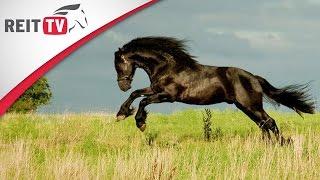 Horses | Frisian horse - the black pearl