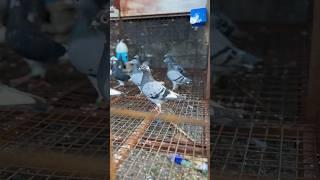 STOCK BIRD #suncast #pigeon #kalapatirace