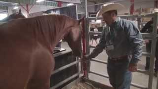 Horse breed 101 - The American Quarter Horse