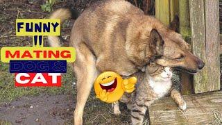 Try Not To Laugh Animals Video 2022 Cat And Dog MATING-BREEDING️️ #158| love animal |