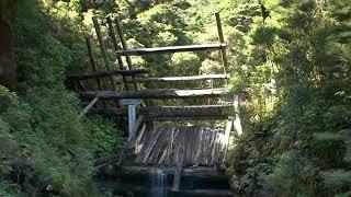 The Workings of Kauri Timber Dams