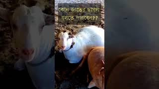 এইডা কোন জাতের ছাগল || Agro Shop Bangladesh