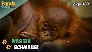 Orang-Utan-Party im Zoo und eine ordentliche Elefantendusche | Panda, Gorilla & Co.