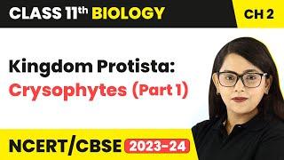 Kingdom Protista: Crysophytes (Part 1) - Biological Classification |Class 11 Biology Ch 2 NCERT/CBSE