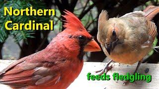 Northern Cardinal Male feeds Fledgling  CLOSE UP  Hi-Def【4K】