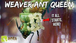 I Caught A New GREEN QUEEN ANT and She Laid Eggs