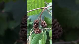 Grey alder (Alnus incana) - old female cones - October 2017