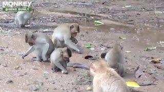 LITTLE MONKEY HERDS EATING RED ANTS FALL DOWN FROM TREE AFTER HEAVY RAIN IN ANGKOR THOM