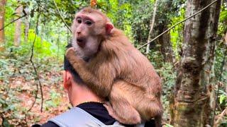 Monkey Kaka sits on her Dad's head while walking in the forest