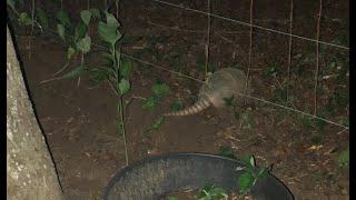 Bad news #armadilhas