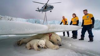 Heartwarming rescue,Volunteers save injured polar bear mother and cub from avalanche.