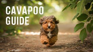 The Ultimate Guide To Cavapoo: Traits, Care, And Training Tips