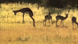 Springbok pronking