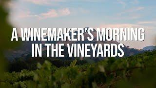 A Winemaker's Morning in the Vineyards | 2021 Wine Harvest Diary