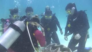 Diving on the Great Barrier Reef