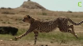 Le guépard et le gnou dans la savane du Serengeti.