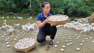 Harvest Duck Eggs Goes to the market sell - Cooking - Live with nature