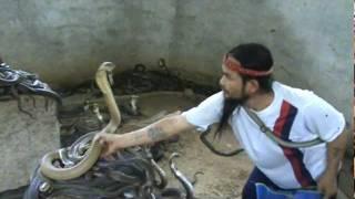 Man Selecting Cobras For Snake Show. Selection of snakes for the "snake show".Cobra SLAP