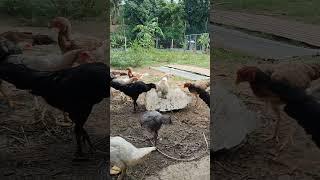 Everyday chickens feeding 24 #chicken #chickenfeeding #cookedfood #ayam #duckfeed #cookedrice #riced