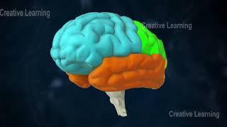 central nervous system parts and its functions  #brain anatomy