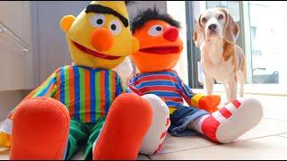 Funny Dogs vs Bert & Ernie Prank : Beagles Louie and Marie