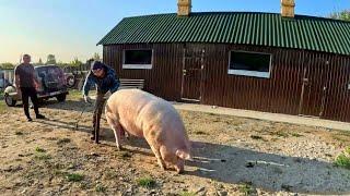 Артем глушив Тюльпана,12місяців вага 292 KG.Ціла гара Мяса,а Сала пошти немає. Оце генетіка ...