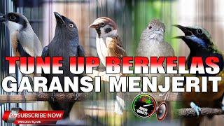 TUNE UP BERKELAS - KOMPILASI MASTERAN MEWAH UNTUK SEMUA BURUNG !! MASTERAN AUDIO JERNIH MURAI BATU