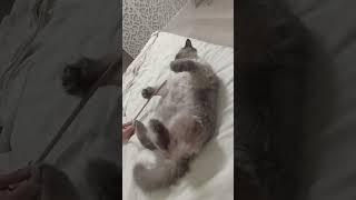 Массаж #cat #саймонлучшийкот #catvideos #массаж