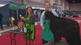 Great American Dog Show: Preparation for the competition