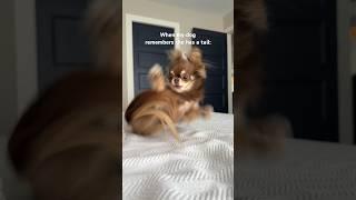 Dog Chases Tail & FAILS  (Veggie Dance, Dog Tail Edition ) #chihuahua #veggiedance #dogfails