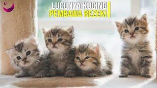 BERUNTUNG !! INILAH 7 PAHALA DAN MANFAAT MEMELIHARA KUCING DALAM ISLAM ll Magenta Islam