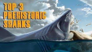 Top 3 Prehistoric Sharks