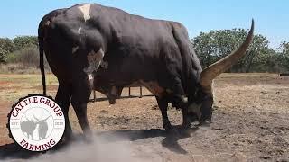 Ankole Cattle