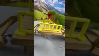 Bird Training : Smart lovebird Parrot | Smart Little Cute Parrot #training #smartparrot #cute