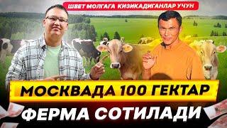 МОСКВАДА 100 ГЕКТАР ФЕРМА СОТИЛАДИ ШВЕТ МОЛГАГА КИЗИКАДИГАНЛАР УЧУН @TOMOSHATVN1