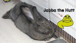 Meet Jabba, Flemish Giant Rabbit in Japan 私のフレミッシュジャイアントうさぎを紹介します！