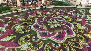 The flower festival, Feria de las Flores, has begun in Medellín, Colombia