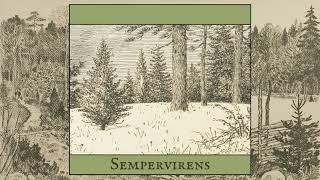 Shire Oak - Sempervirens  (2024)