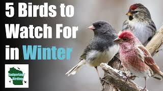5 Common Backyard Birds to Watch for in Winter