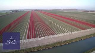 Growing tulips at Dirksland  - island Goeree-Overflakkee  - The Netherlands.