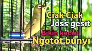 CIAK CIAK JOSS KECIAL KUNING GACOR GESIT SATU INI | BIKIN KECIAL LEBIH CEPAT RAJIN BUNYI DAN GACOR