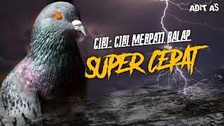 CIRI - CIRI MERPATI BALAP SUPER CEPAT