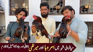 Zaka Old Aseel Farm in Mianwali City  | Pets Vlog