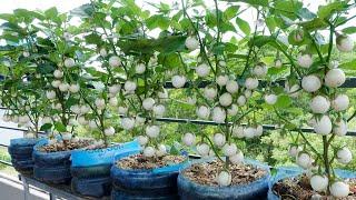 Growing Eggplant at home with seeds for many fruits, high yield