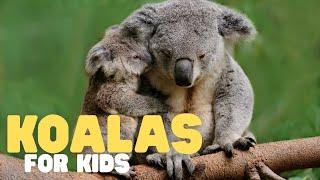 Koalas for Kids | Learn all about these sleepy marsupials